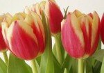 Tulipani a Corte